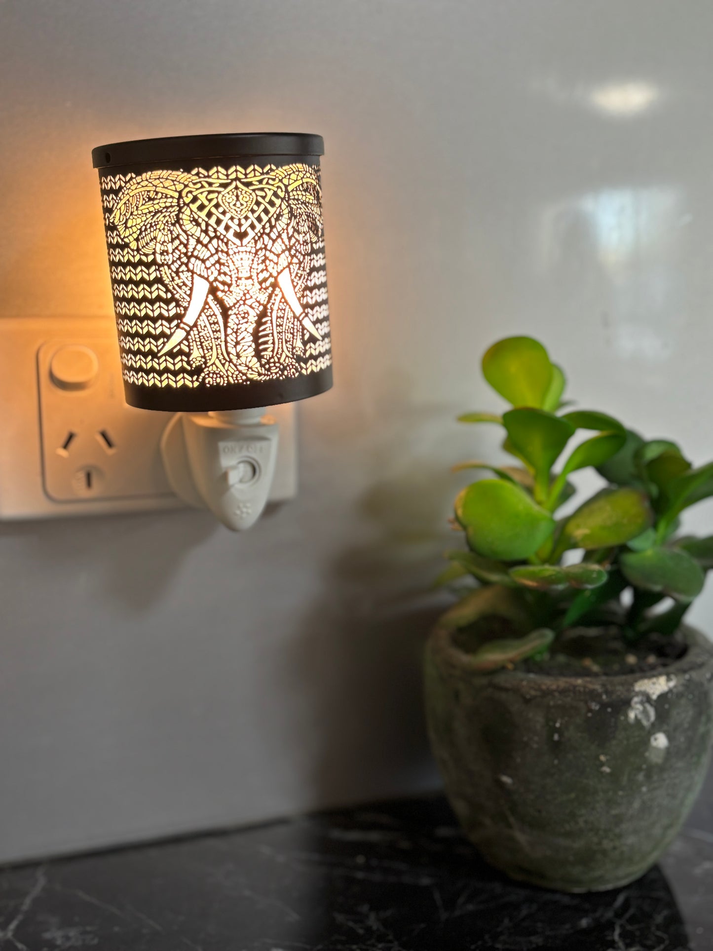 Mini African King Black Plug In